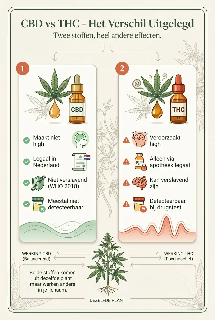 Infographic met vergelijking tussen CBD en THC qua psychoactieve effecten, legaliteit en werkingsmechanisme